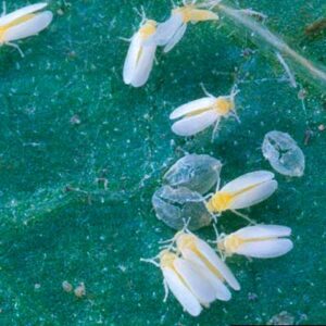 Diversas Fase de Mosca Branca Diversas Fase de Mosca Branca