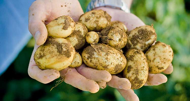 Batata Produzida com Agrivalle Batata Produzida com Agrivalle