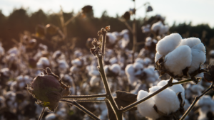 Bioinsumos no cultivo de algodão